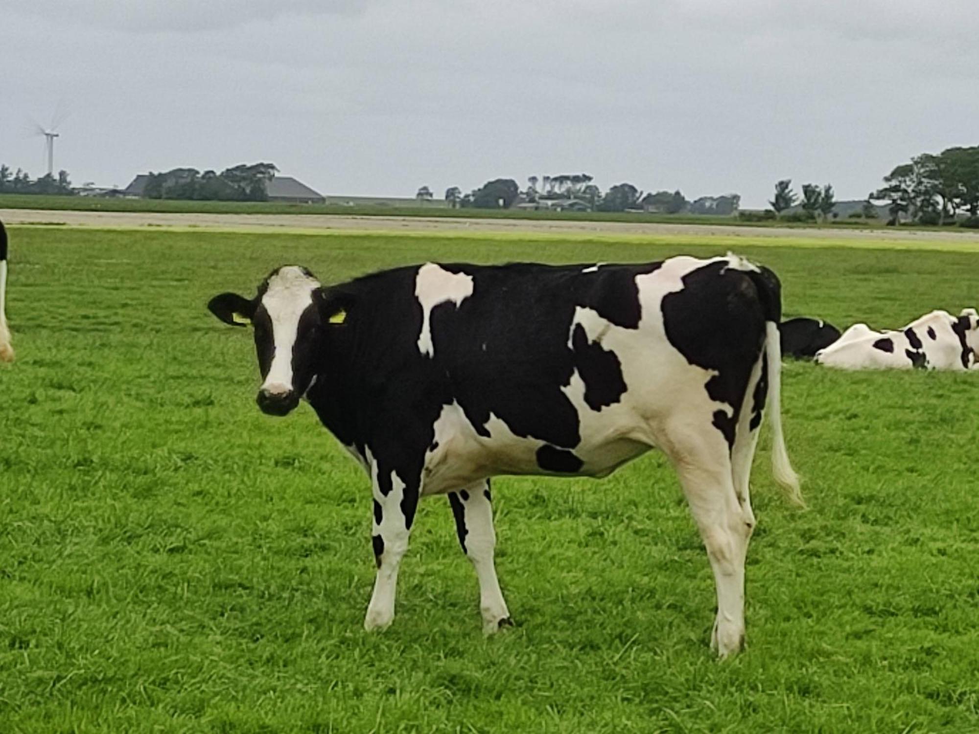 In Het Mooie Friesland Vele Bezienswaardigheden Hantum エクステリア 写真